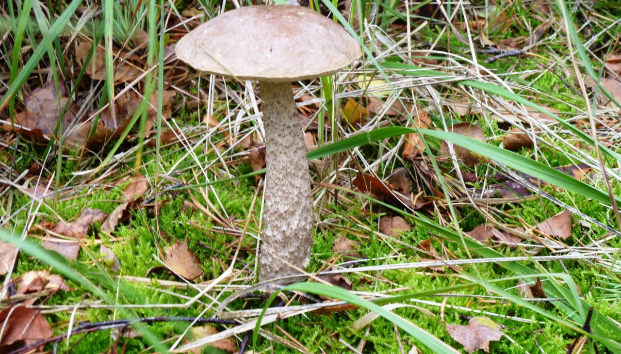 Mushroom, &copy; Stadtmarketing Ribnitz-Damgarten