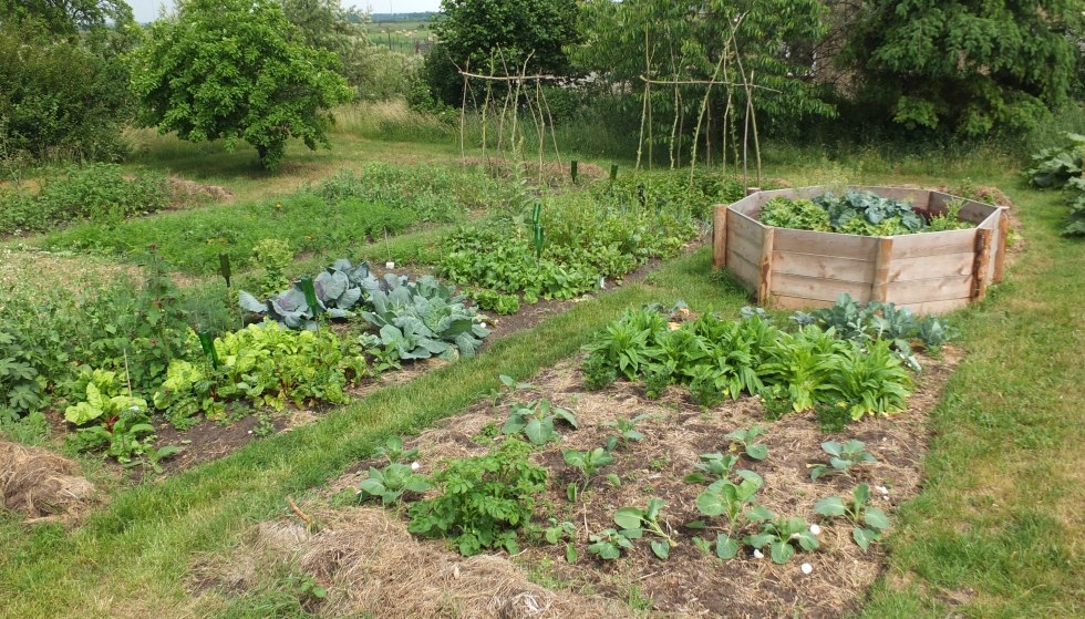It doesn't get fresher than this: from the garden directly to the plate, © Martin Hagemann