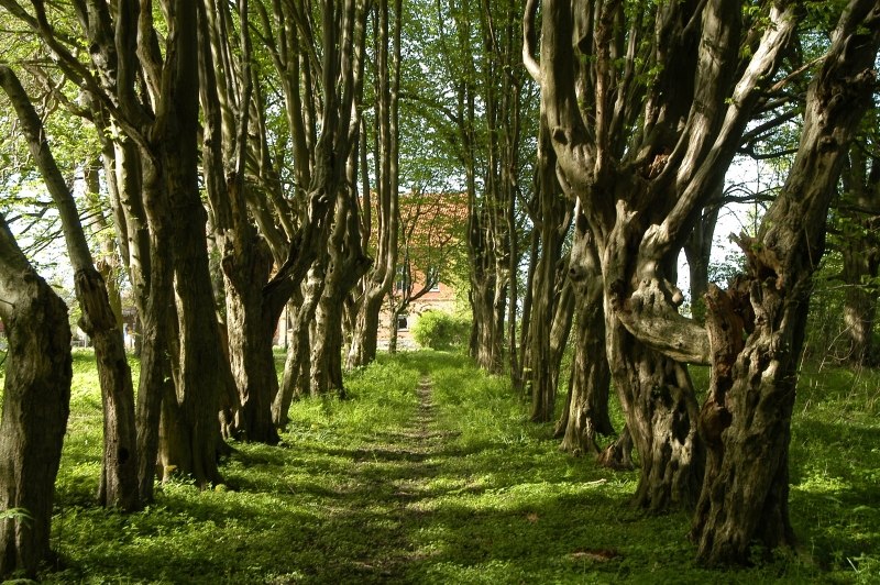 Bospark Hessenburg, © Hessenburg