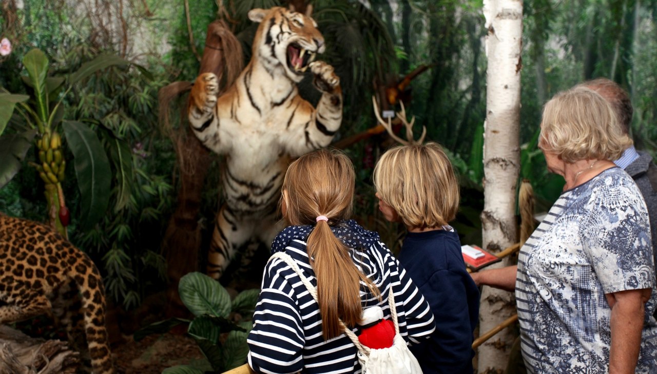 Tijgers bij Wildlife Usedom, &copy; H. B&ouml;hm / trassenheide.de