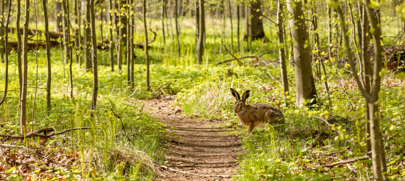 &raquo;Natur entdecken. Ostern erleben.&laquo; // &copy; Generiert mit Adobe Firefly