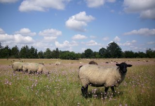 Unsere Schafe in Hullerbusch // &copy; Sch&auml;ferei Hullerbusch