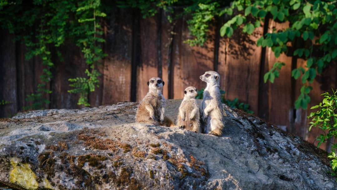 Meerkats - Schwerin Zoo (2), &copy; Zoo Schwerin
