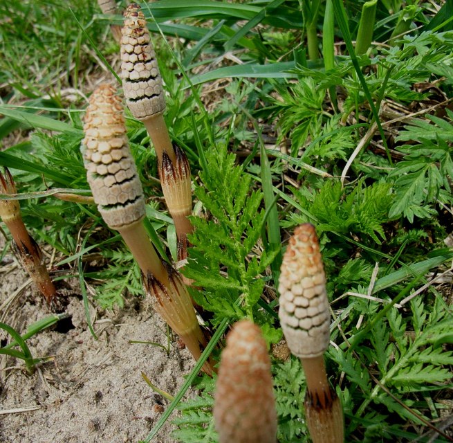 &copy; Ackerschachtelhalm.jpg