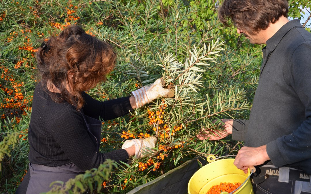 Sea buckthorn harvest in the old Büdnerei, © Alte Büdnerei/Schröter