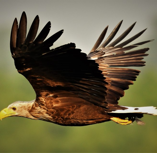 White-tailed eagle in flight, &copy; J&ouml;rg Dollmanski