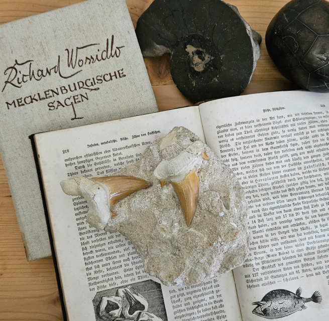 © K.Franz/Müritzeum