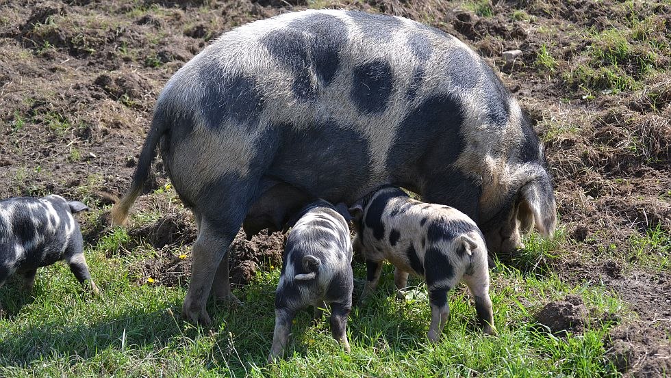 Turopolje varkens met biggen // © Naturerlebnispark Gristow Turopolje varkens met biggen // © Naturerlebnispark Gristow