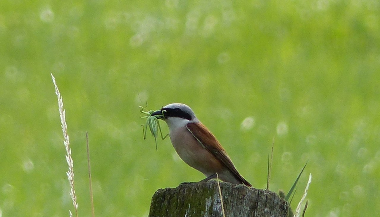 Gąsiorek, © Oliver Hellweg