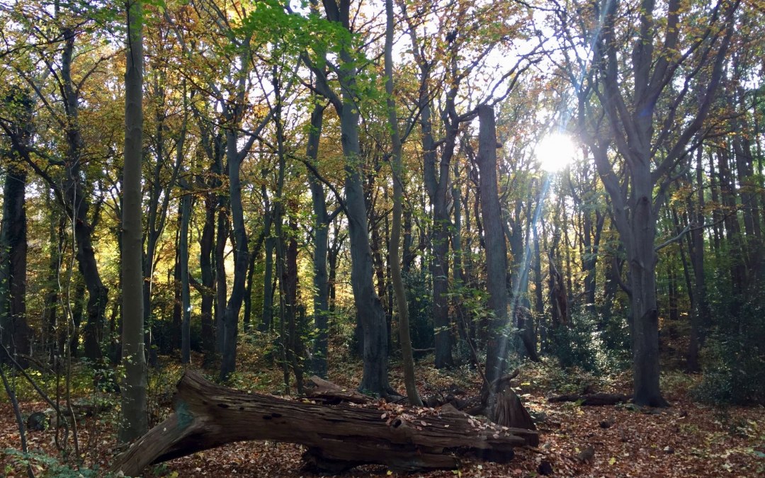 Ahrenshoop wood, © Kurverwaltung Ahrenshoop