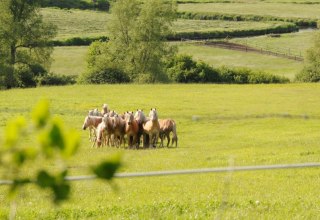 Haflinger jonge hengsten niet ver van de boerderij op Usedom // © Reiterhof Sallenthin Haflinger jonge hengsten niet ver van de boerderij op Usedom // © Reiterhof Sallenthin