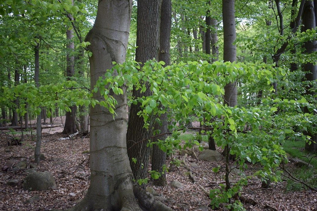 &copy; Naturpark Feldberger Seenlandschaft M. Wyczinski