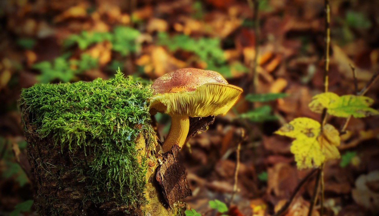 tree-stump-1040639_1280, © Pixabay
