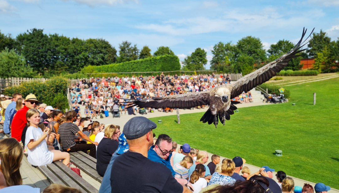 Een vogel vliegt over het podium met een menigte mensen in Vorgelpark Marlow