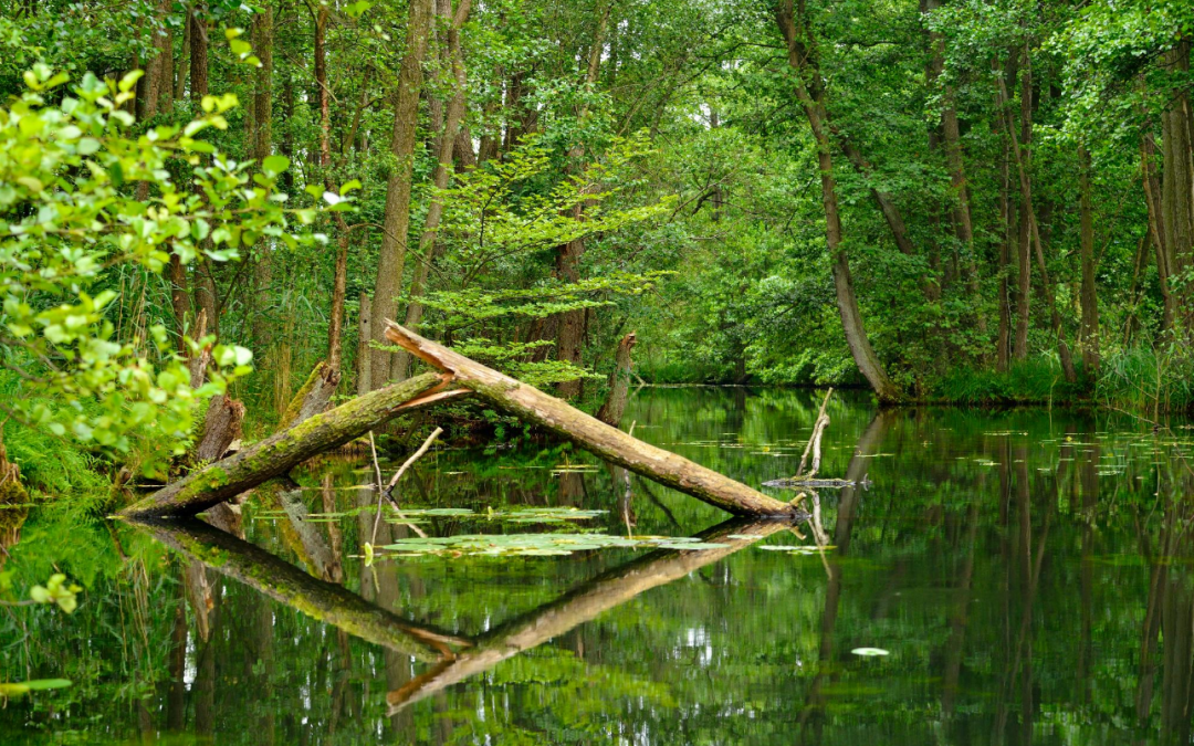 © Stadt Neustrelitz © Stadt Neustrelitz