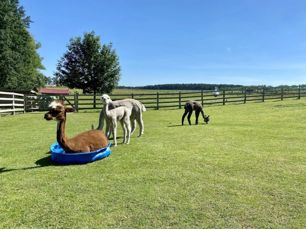 Trebel Valley Alpaca's // © Anne Häusler Trebel Valley Alpaca's // © Anne Häusler