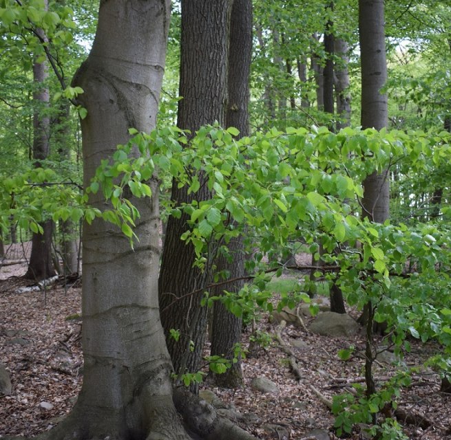 &copy; Naturpark Feldberger Seenlandschaft M. Wyczinski
