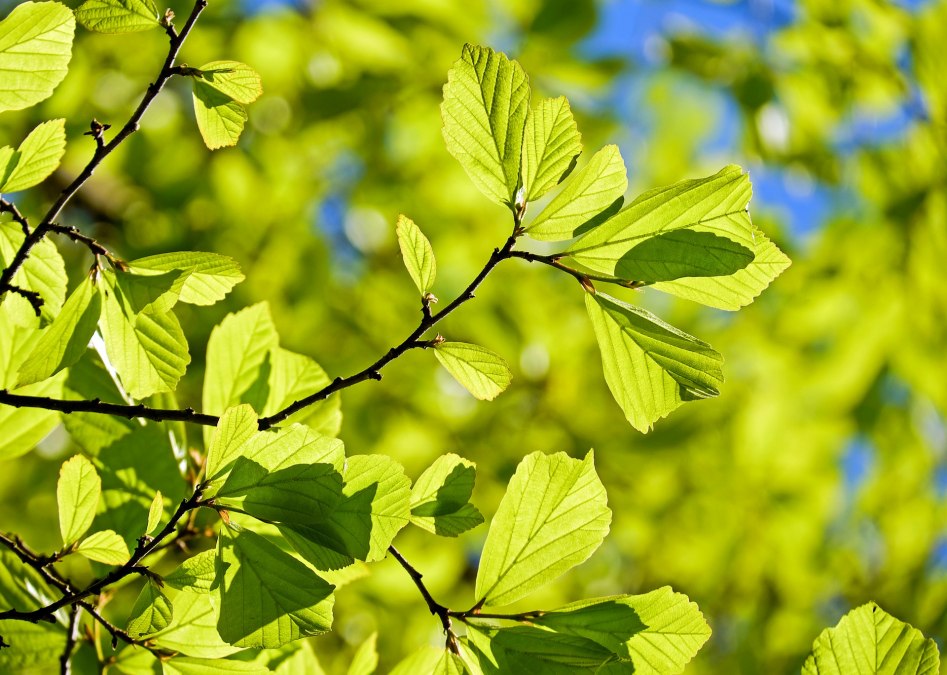 Każdy zna liście dębu!, © pixabay_couleur