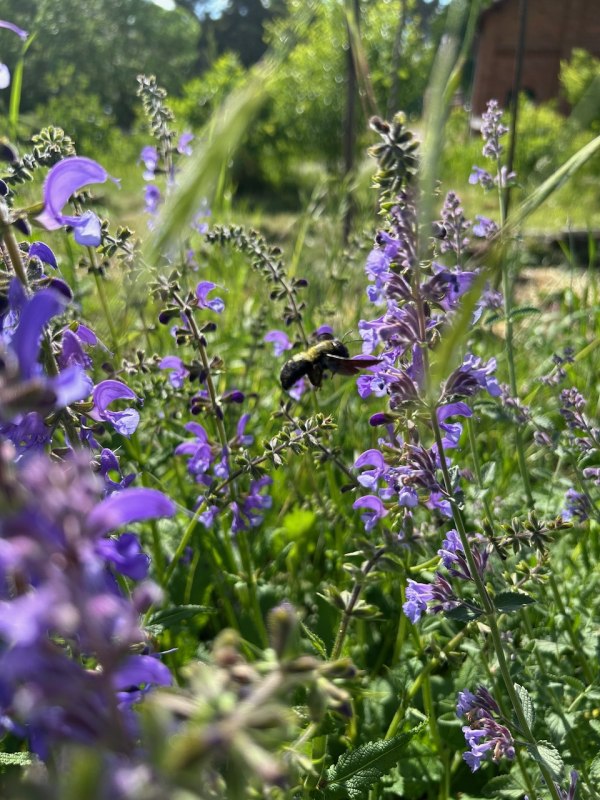 Large wood bee on catnip // &copy; Dagmar Heppner
