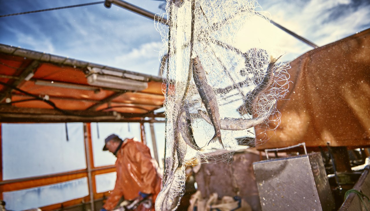The herring is coming. Landing in the fishing port of Freest, © TMV@pocha.de
