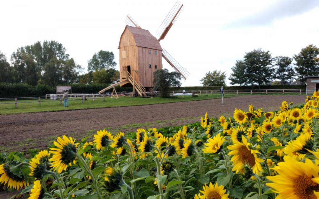 De laatste schraagmolen in de regio staat in het openluchtmuseum Klockenhagen., © Freilichtmuseum Klockenhagen