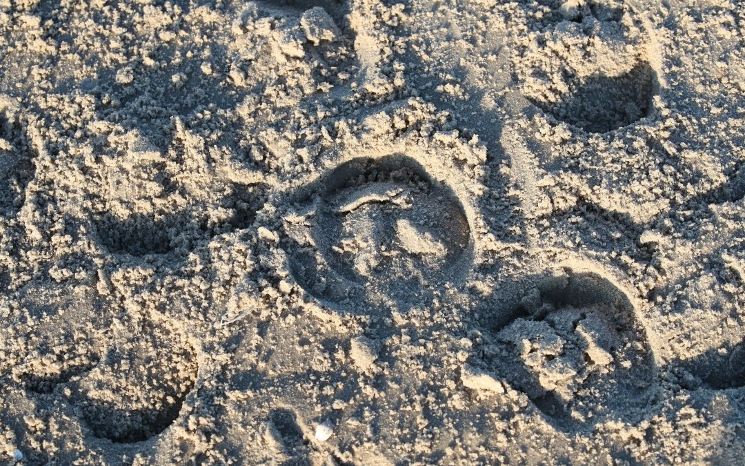 Horse riding on the beach, © TMV/ACP Pantel