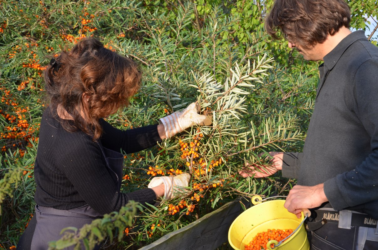 Duindoornoogst in de Alte B&uuml;dnerei, &copy; Alte B&uuml;dnerei/Schr&ouml;ter