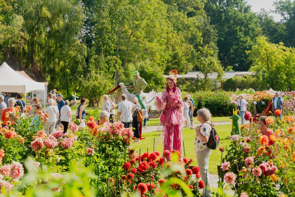 Dahlia show 2023, © Michal Zak