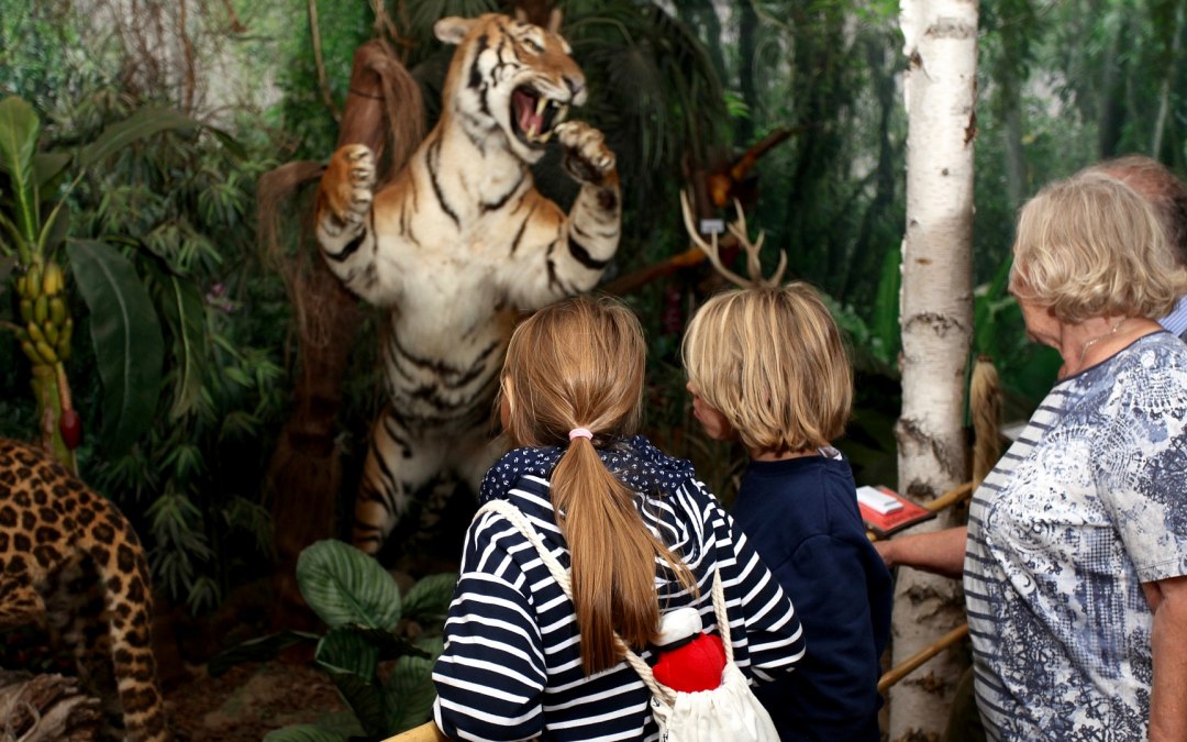 Tijgers bij Wildlife Usedom, © H. Böhm / trassenheide.de