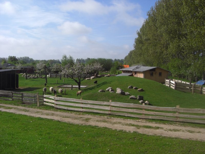 Schapen en geiten aaien, © Eselhof Schlage