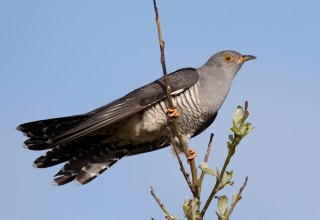 Koekoek, &copy; Chris Romeiks, Wikipedia