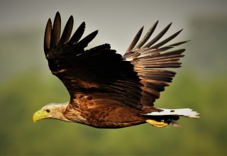 White-tailed eagle in flight, © Jörg Dollmanski White-tailed eagle in flight, © Jörg Dollmanski