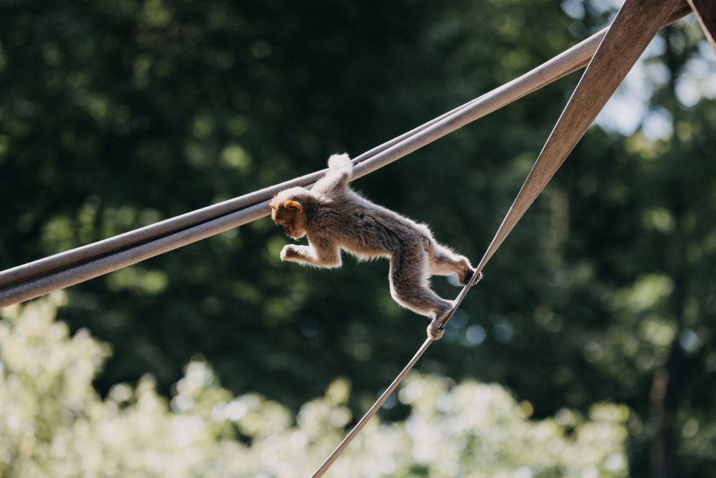 TheresaLangeFotografie_TIERGARTEN_NEUSTRELITZ_063, © Theresa Lange TheresaLangeFotografie_TIERGARTEN_NEUSTRELITZ_063, © Theresa Lange