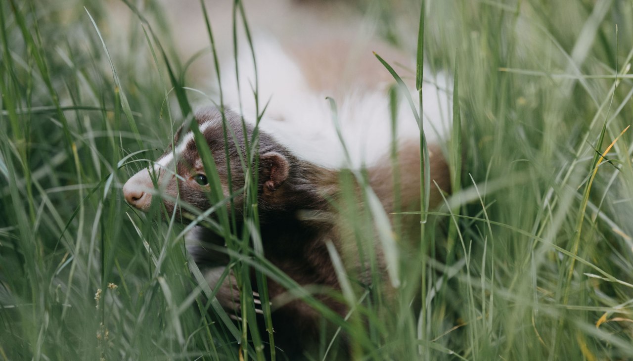 TheresaLangeFotografie_TIERGARTEN_NEUSTRELITZ_012, © Theresa Lange TheresaLangeFotografie_TIERGARTEN_NEUSTRELITZ_012, © Theresa Lange