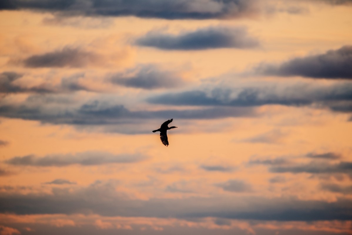 Vogelwanderung über die DBU-Naturerbefläche Prora, © Binzer Bucht Tourismus Vogelwanderung über die DBU-Naturerbefläche Prora, © Binzer Bucht Tourismus