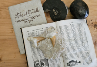 © K.Franz/Müritzeum