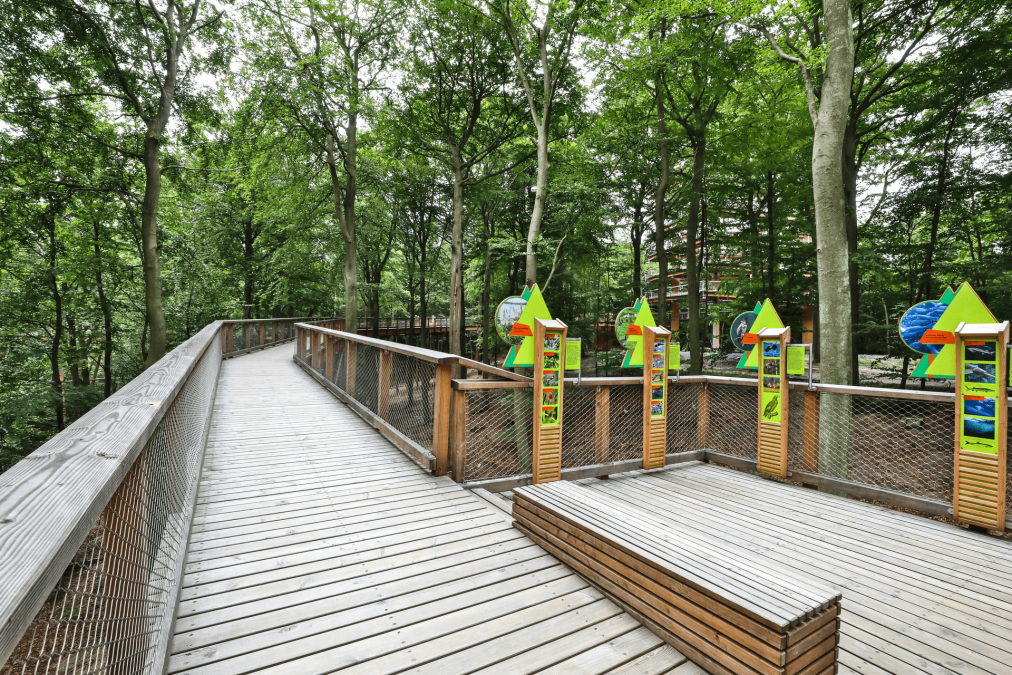 Treetop Walk Usedom, © TMV/Gohlke