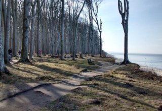 A cycling and hiking trail leads along the cliff through the "Ghost Forest". // © Fischer/MV-T A cycling and hiking trail leads along the cliff through the "Ghost Forest". // © Fischer/MV-T