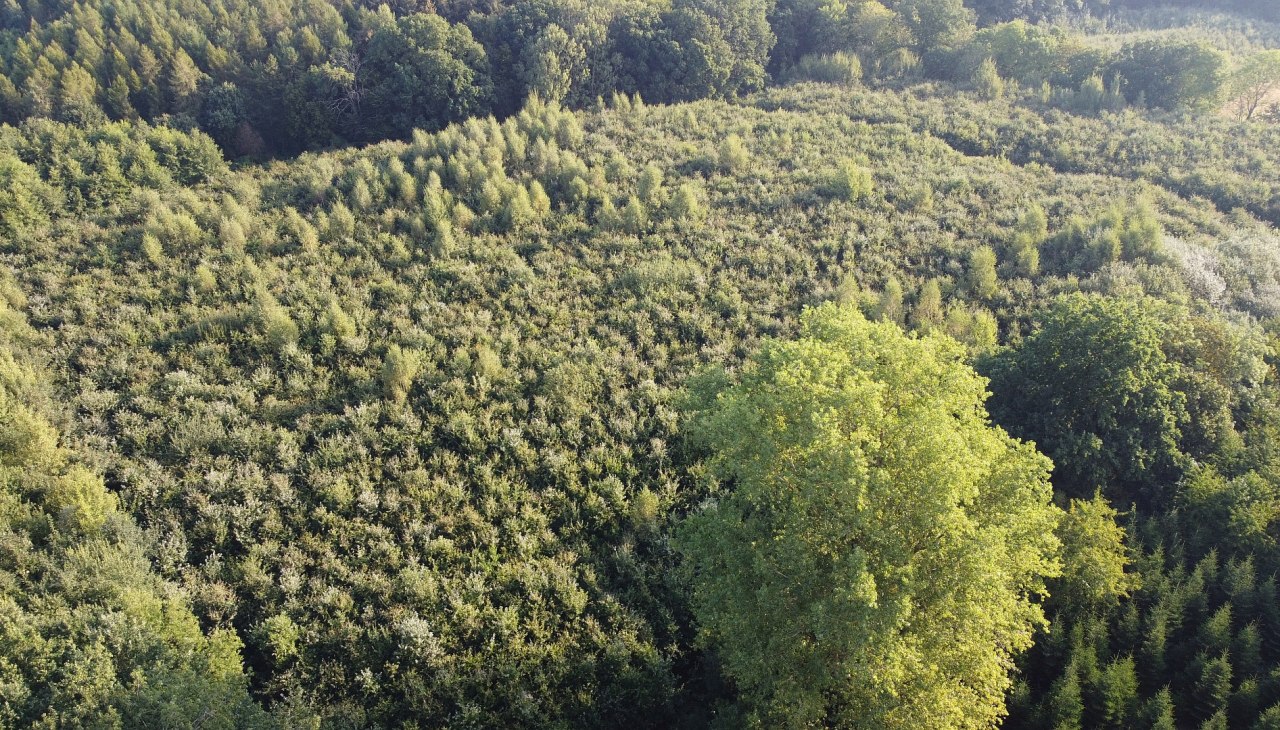 Klimaatbos Golchen, &copy; Landesforst MV