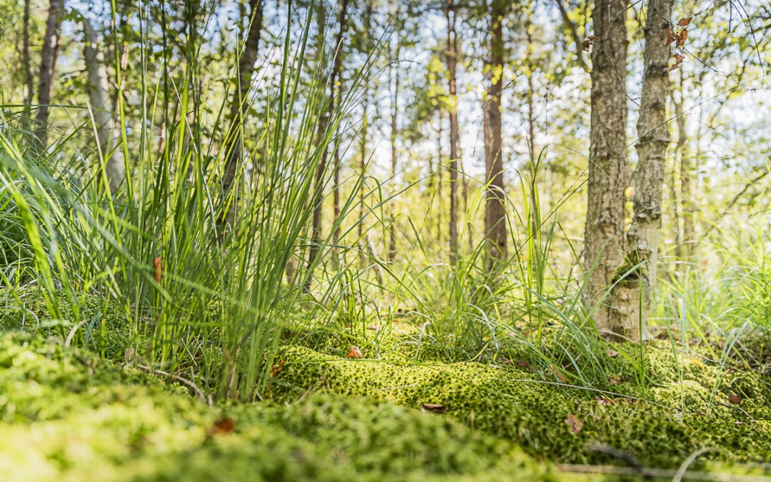 Bospreventie | Rostocker Heide, © André Pristaff / Tourismus- und Kur GmbH Graal-Müritz