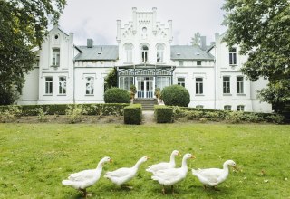 Geese in the park of Kaeselow Castle // © vollvincent Geese in the park of Kaeselow Castle // © vollvincent
