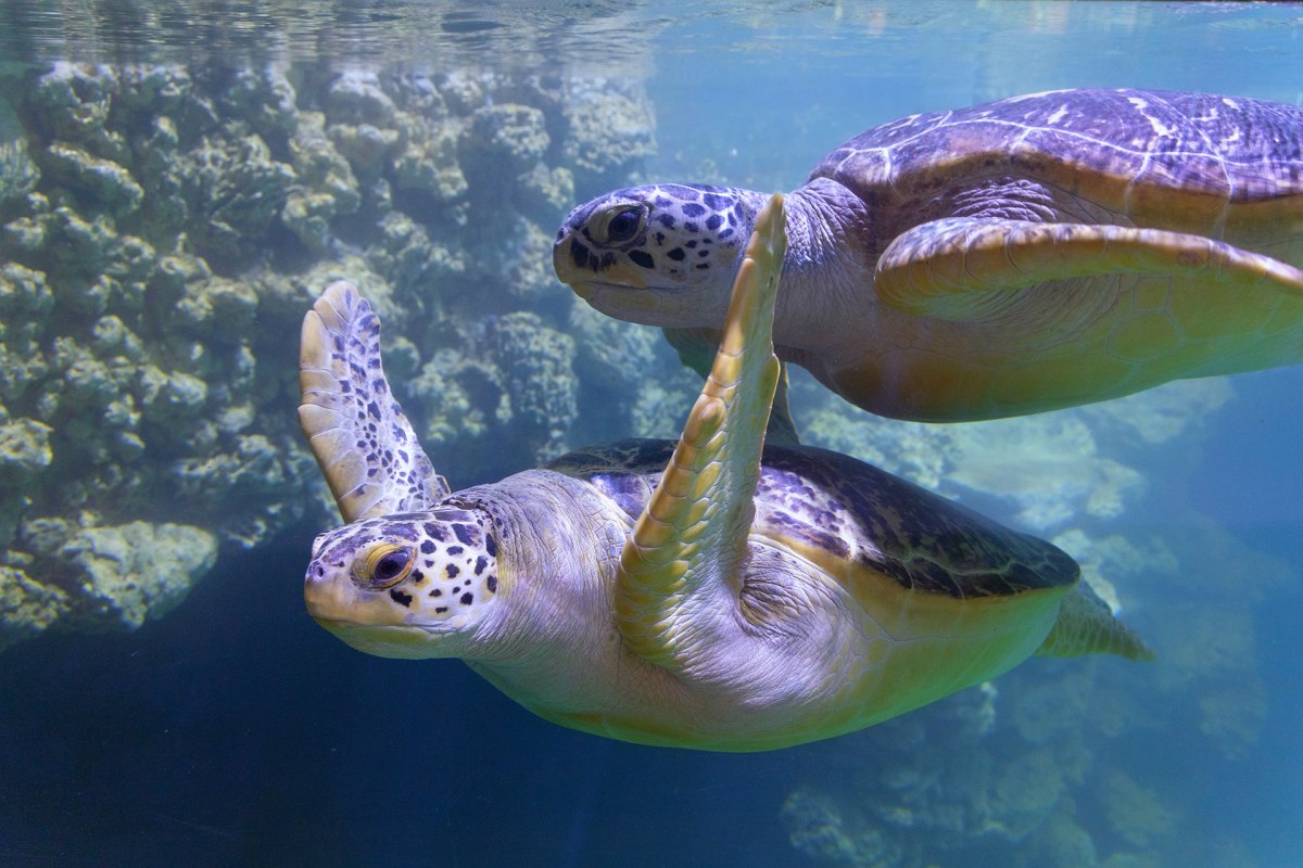 De zeeschildpadden Frieda en Käthe zwemmen in de 350.000 liter tank op de Malediven., © Anke Neumeister/Deutsches Meeresmuseum De zeeschildpadden Frieda en Käthe zwemmen in de 350.000 liter tank op de Malediven., © Anke Neumeister/Deutsches Meeresmuseum