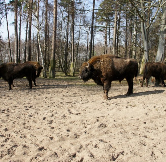 © Landesforst MV © Landesforst MV