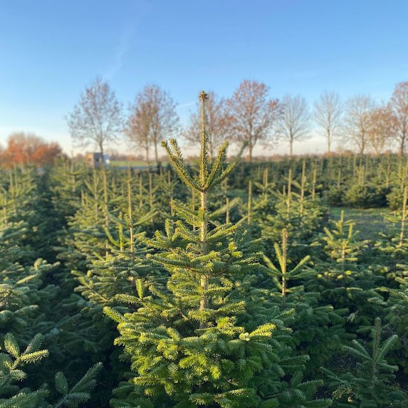 Fir forest Marihn Estate, © Nadine Malß