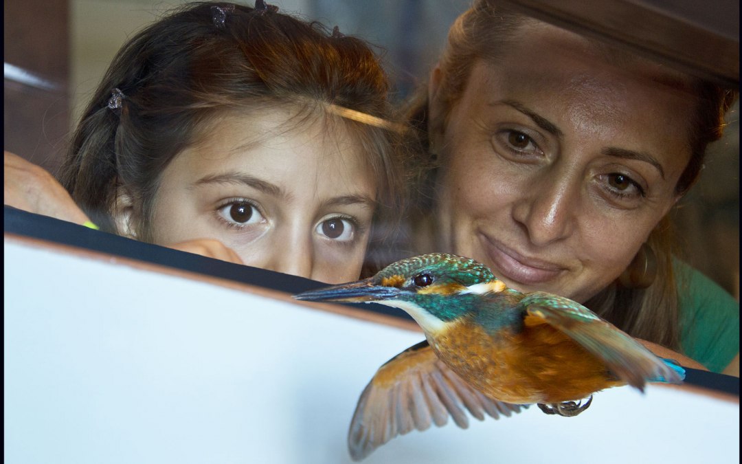 Inheemse exoten van onze vogelwereld in het Müritzeum - Als exemplaar kun je de anders zo schuwe, snelle ijsvogel in alle rust zien., © Mirko Runge