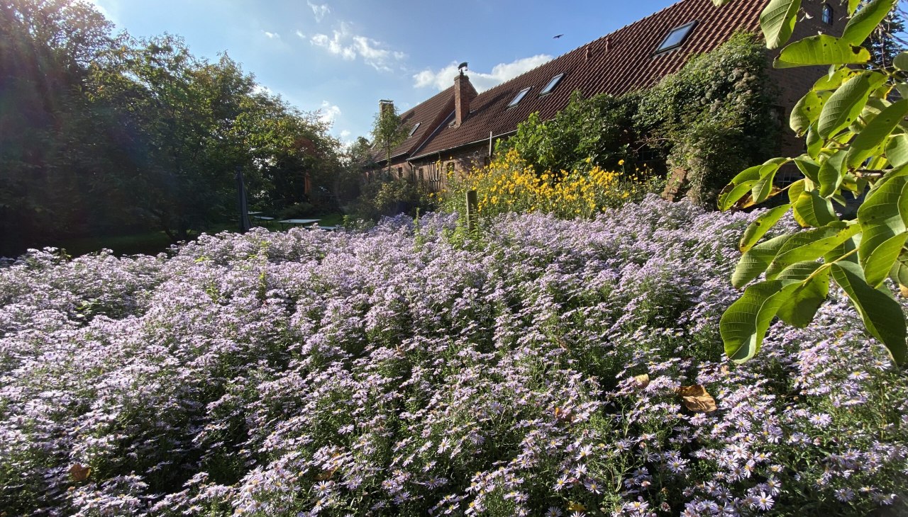 A large field of wild asters grows in the beer garden behind the café. In late summer, this is a buzzing and humming meeting place for insects., © Thomas Grosch