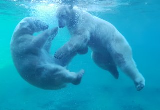 © Zoo Rostock/Bruhn