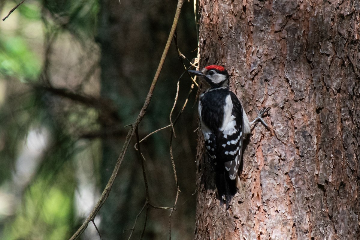 Nature discovery trail "Forest of the Jay" // &copy; S&uuml;dliche Boddenk&uuml;ste