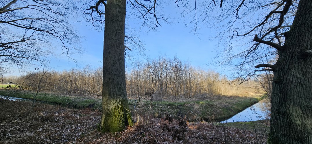 Drzewa rosną w Klimawald Koserow (wyspa Uznam) od 2011 roku, © Landesforst MV