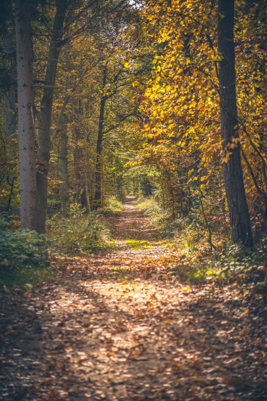 Bosbaden" ontdekkingsreis, &copy; Kurverwaltung Ostseebad Baabe